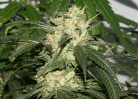 Bild von AlpineSeeds (Sweet Pink Grapefruit S1)