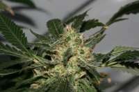 Bild von AlpineSeeds (Sweet Pink Grapefruit S1)