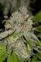 Bild von alpineseeds1 (Sweet Tooth 3 BX1)