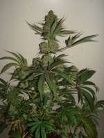 Bild von MrOrganic (Sweet Tooth 3 BX1)