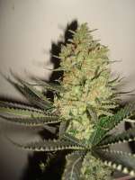 Bild von MrOrganic (Sweet Tooth 3 BX1)