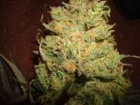 Alpine-Seeds Sweet Tooth 3 BX1 - ein Foto von MrOrganic