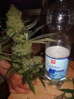 Alpine-Seeds Sweet Tooth 3 BX1 - ein Foto von MrOrganic