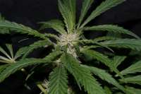 Bild von AlpineSeeds (Sweet Tooth 4)