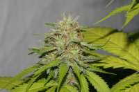 Alpine-Seeds Victory Kush - ein Foto von alpineseeds1