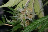 Bild von alpineseeds1 (Victory Kush)