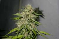 Alpine-Seeds Victory Kush - ein Foto von alpineseeds1