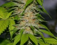 Bild von alpineseeds1 (Victory Kush)