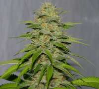 Bild von alpineseeds1 (Victory Kush)