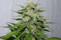 Bild von alpineseeds1 (Victory Kush)