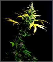 Amadeus Genetics Bizarre Lights - ein Foto von Chants