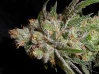 Amadeus Genetics Heavenly Querkle - ein Foto von TeamAmadeus