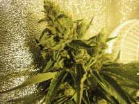 Amadeus Genetics Sour Dragon - ein Foto von TeamAmadeus