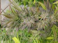 Bild von andinaseeds (Fruit Spirit OG)