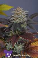 Anesia Seeds Vanilla Frosting - ein Foto von Medical1989