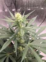 Antenna Seeds Antenna Gorilla Haze - ein Foto von CaptainMonkeynuts