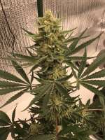 Antenna Seeds Antenna Gorilla Haze - ein Foto von CaptainMonkeynuts