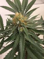 Antenna Seeds Antenna Grape Lazerlite - ein Foto von CaptainMonkeynuts