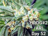 Anthony Renee Genetics Hot Dog OG - ein Foto von Craigger77