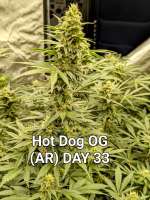 Bild von Craigger77 (Hot Dog OG)