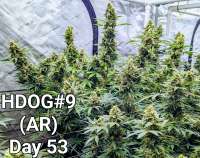 Anthony Renee Genetics Hot Dog OG - ein Foto von Craigger77