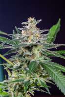 Bild von Mortadelo (Girl Scout Cookies Forum Cookies)