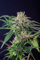 Bild von Mortadelo (Girl Scout Cookies Forum Cookies)