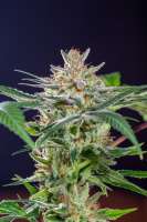 Bild von Mortadelo (Girl Scout Cookies Forum Cookies)