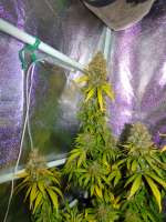 Bild von hemp47 (Girl Scout Cookies Forum Cookies)