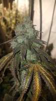 Aurora Winds Botanical Seeds GG1 - ein Foto von MrGreenJean