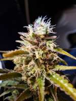 Auto Seeds Candy Kush - ein Foto von dankymoon