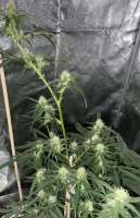 Auto Seeds Girl Scout Cookies Auto - ein Foto von Indica2me