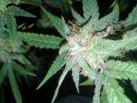 Auto Seeds Ultra Lemon Haze - ein Foto von TurtleXpress