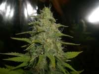 Auto Seeds Ultra Lemon Haze - ein Foto von squashedbug