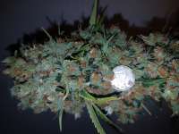 B.C. Bud Depot 707 Headband - ein Foto von wolf338