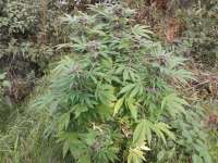 B.C. Bud Depot The Purps - ein Foto von cid420