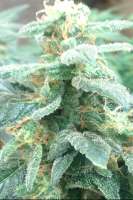 B.C. Bud Depot The Purps - ein Foto von triggerhappy