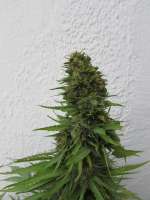 B.I.G. Seeds Big Mamut - ein Foto von BIGSeeds