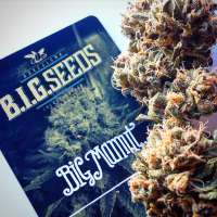 Bild von BIGSeeds (Big Mamut)