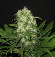 B.I.G. Seeds Critical Raskera - ein Foto von BIGSeeds