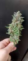 B.O.G. Seeds Sour Bubble - ein Foto von AntidoteMan