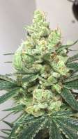 BSF Seeds Critical +2 - ein Foto von froggygrower