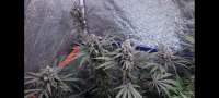 BSF Seeds Pineapple Larry OG - ein Foto von Yffits