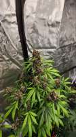 BSF Seeds Red Skunk Auto - ein Foto von MrCogoyo