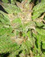 Barba Seeds Barbanner - ein Foto von barbagrower