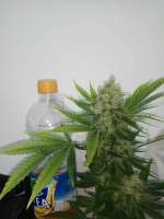 Barneys Farm Acapulco Gold - ein Foto von Fredee