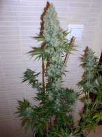 Bild von papacannabis (Amnesia Lemon)