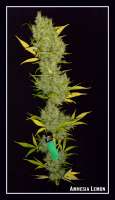 Bild von Greenfinger (Amnesia Lemon)