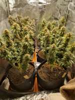 Barneys Farm Amnesia Lemon - ein Foto von ezahelprup