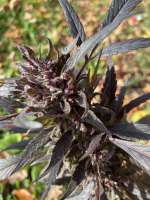 Barneys Farm Ayahuasca Purple - ein Foto von Almaraz